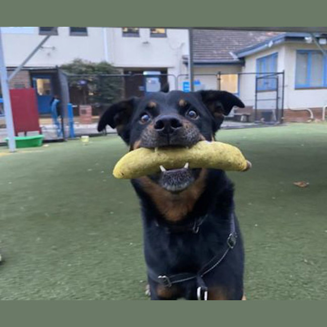 Photo of Mac