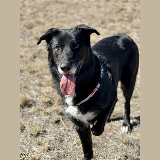 Photo of Harley