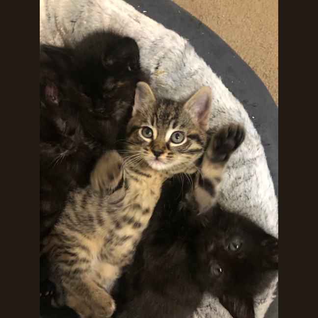 Photo of Toulouse   2 Month Old Domestic Short Hair (Trial)