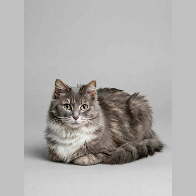 Photo of Misty