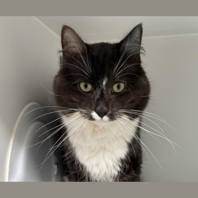 Photo of Oreo 