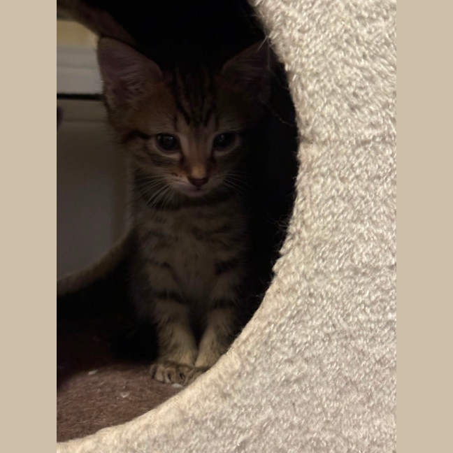 Photo of Rosie
