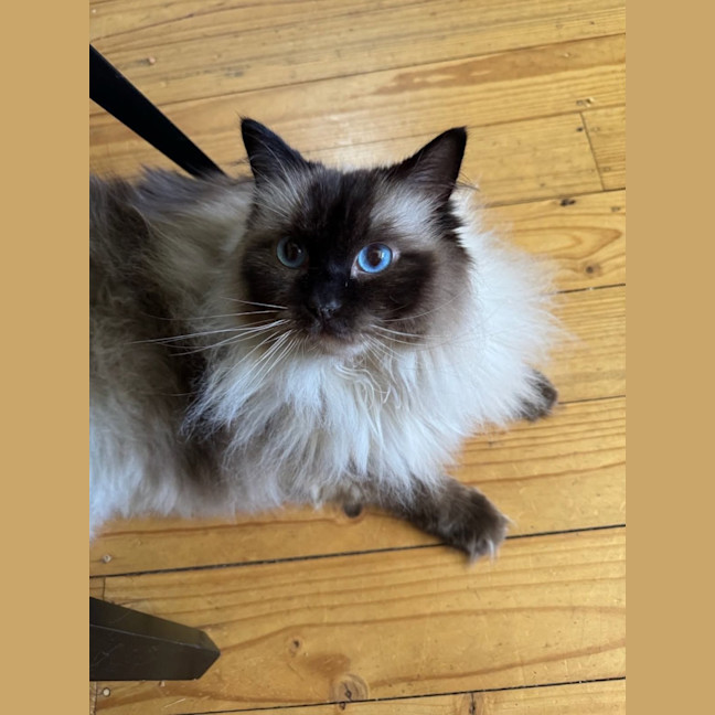 Photo of Pippa