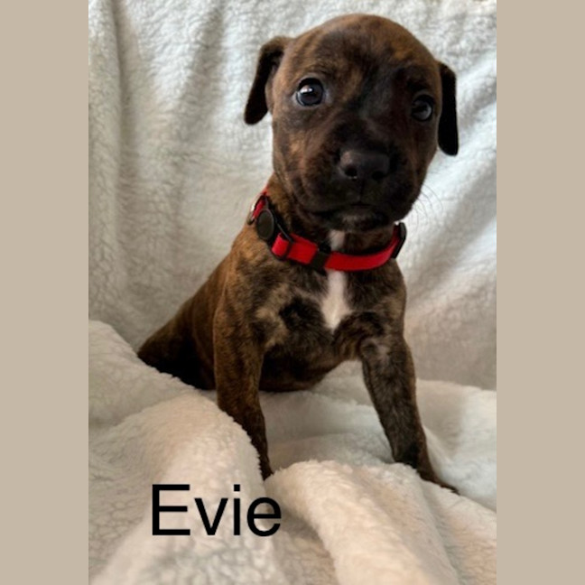Photo of Evie