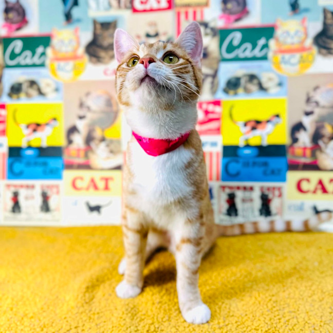 Photo of Fudge   Located In Preston 