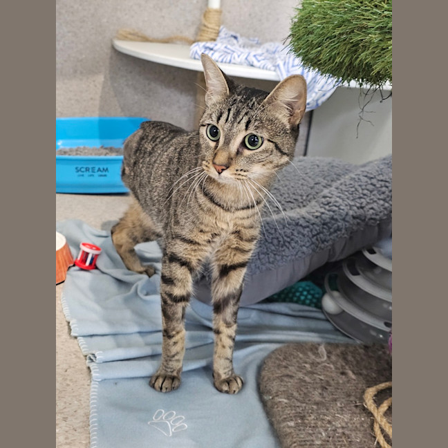 Photo of Lucky Tiger