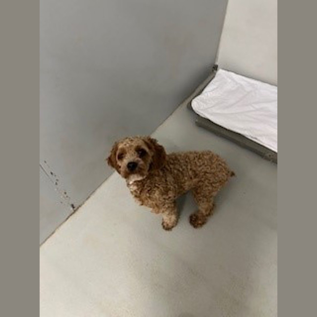 Photo of Cookie