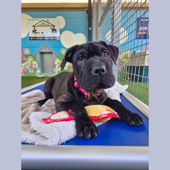 Photo of D1226 Hippo