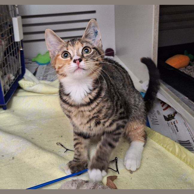 Photo of Brontosaurus & Tyrannosaurus  Pe Tstock Birkenhead 