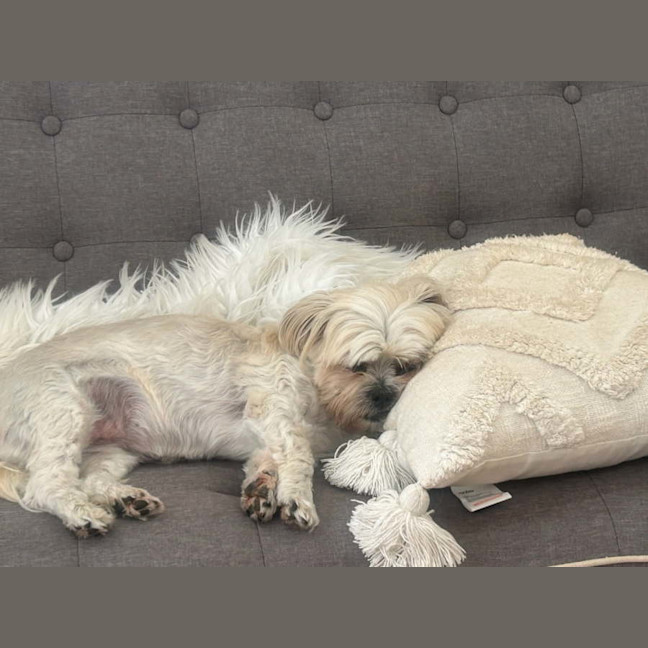 Photo of Cindy   12 Year Old Maltese X Shih Tzu