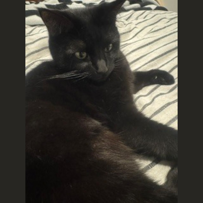 Photo of Boo