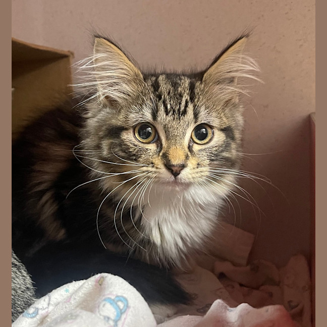 Photo of Biscuit