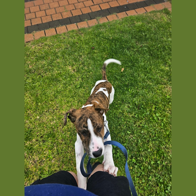 Photo of Milo