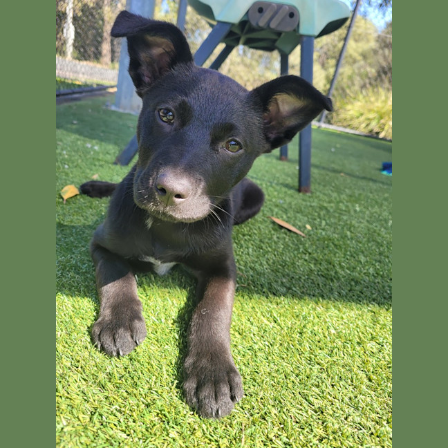 Photo of Tilly