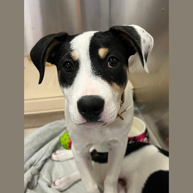 Photo of Spoopy (Was Bilby)