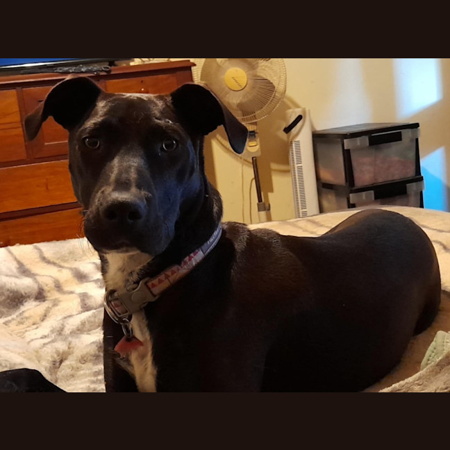 Photo of Sadie