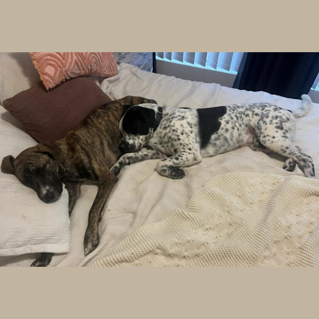 Photo of Diego & Gypsy