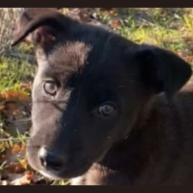 Photo of Rosie ~ 8 Week Old Border Collie X, Puppy