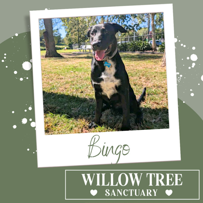 Photo of Bingo