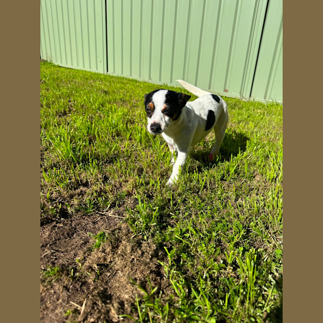 Photo of Minnie   2 Year Old Mini Foxy