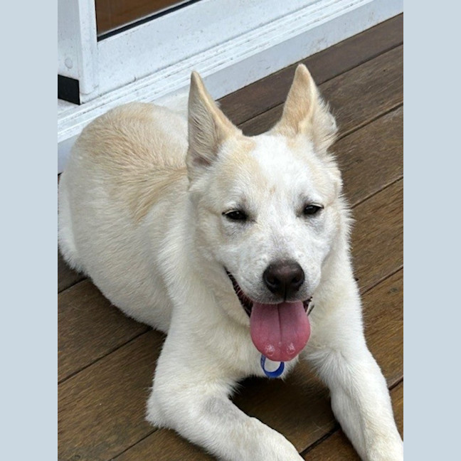 Photo of Azlan   5 Month Old Border Collie X Shepherd