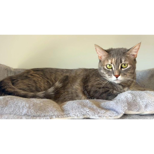 Photo of 9657   Moon