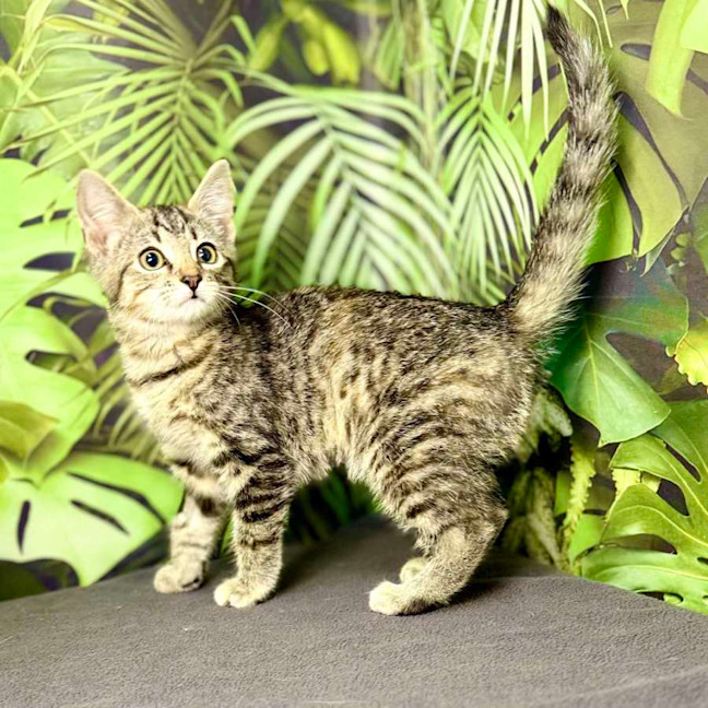 Photo of Uma   Located In Preston