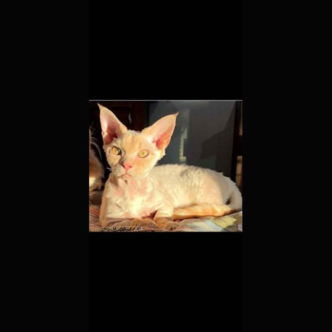 Photo of Phoenix