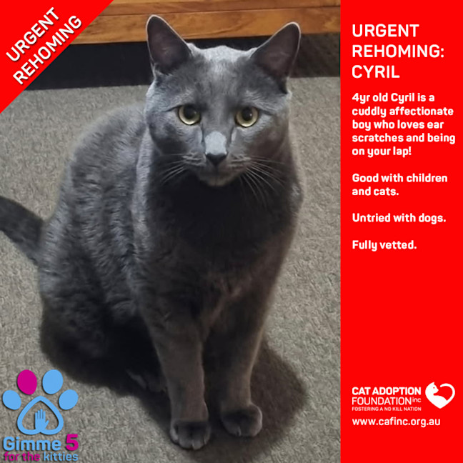 Photo of Cyril Private Rehoming No Charge!