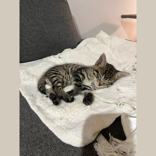 Photo of Tommy