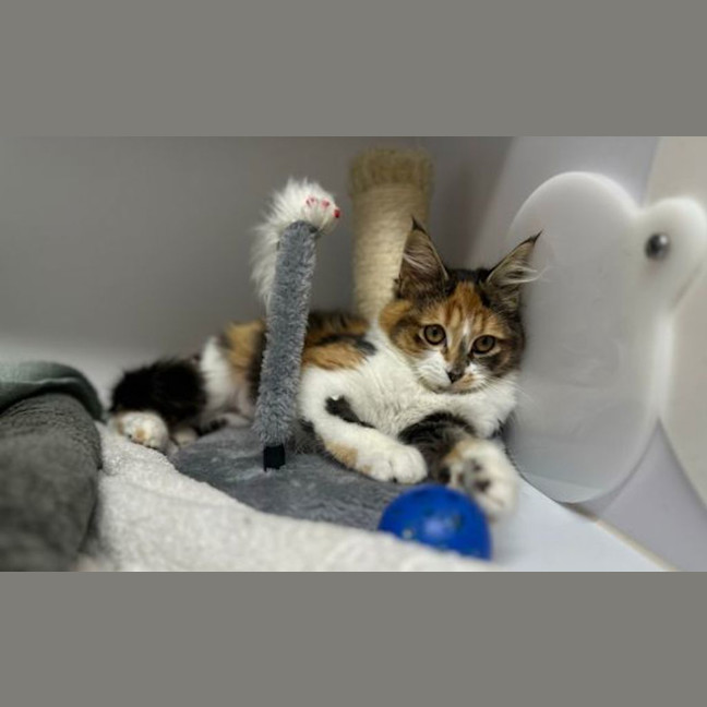 Photo of Lulu