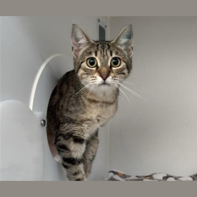 Photo of Gillie