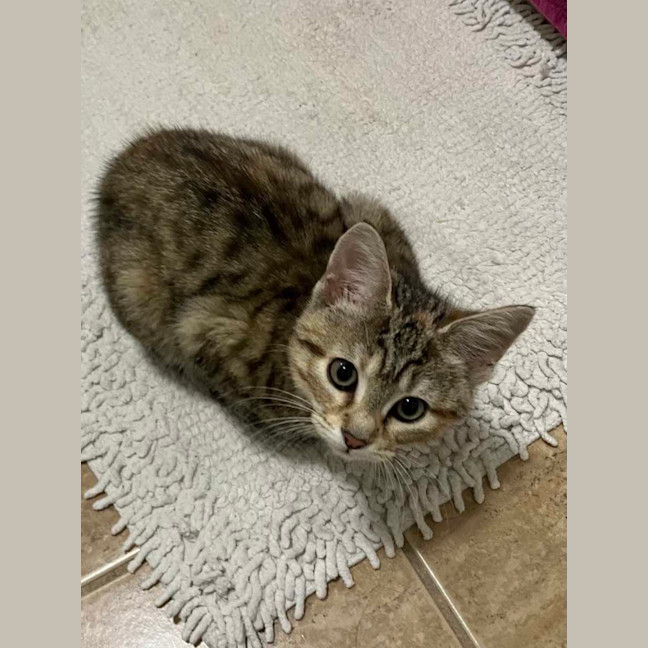 Photo of Tibby