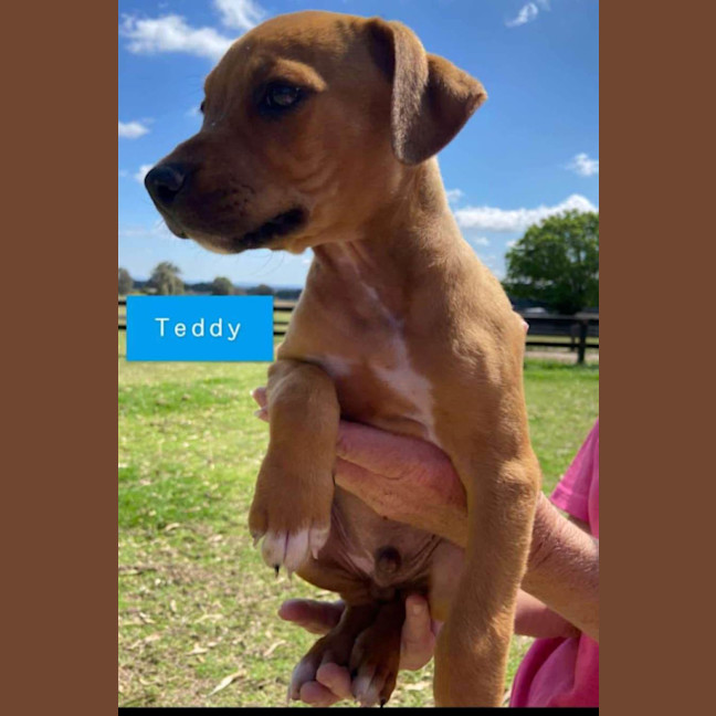 Photo of Teddy ~ Staffy X Beagle Puppy