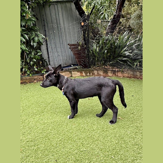 Photo of Connie   15 Week Old Border Collie X