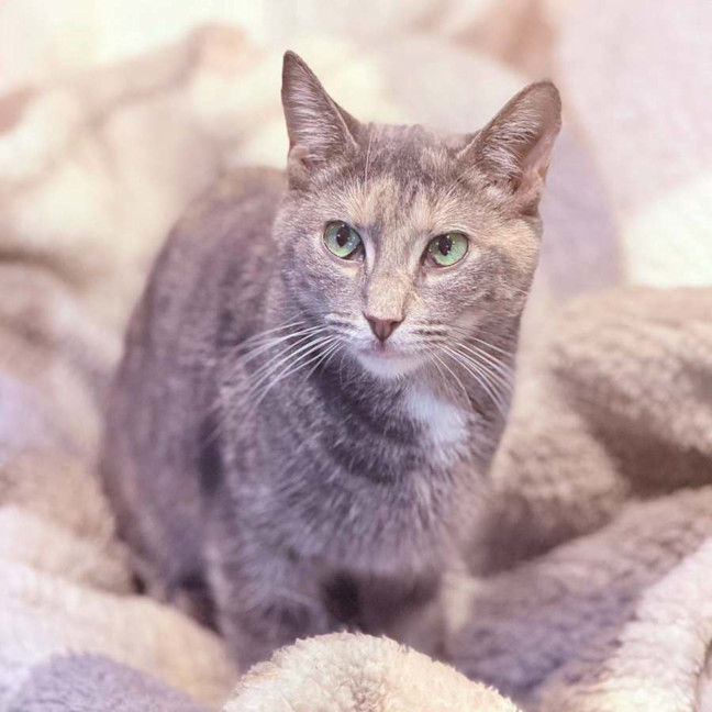 Photo of 14483   Isabel