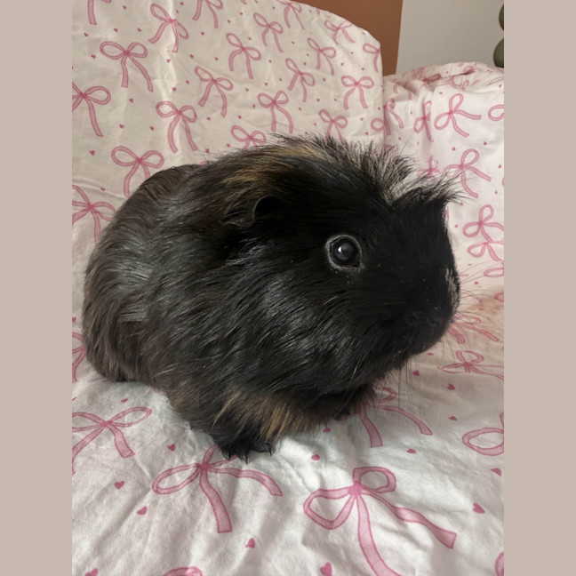 Photo of Cookie