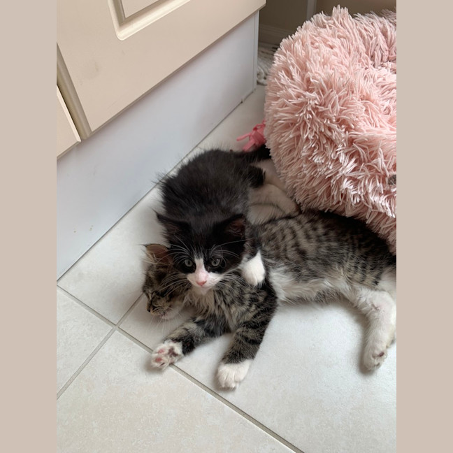 Photo of Gizmo (Was Pesto)