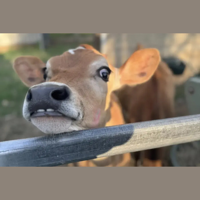 Photo of Summer And Paddy