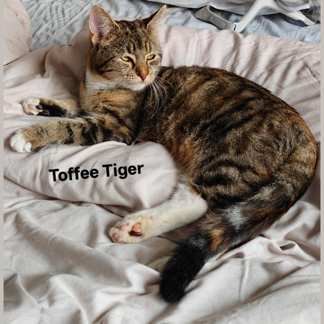 Photo of Toffee Tiger