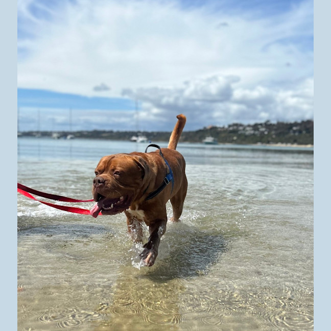 Photo of Apollo