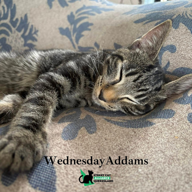 Photo of Wednesday Addams