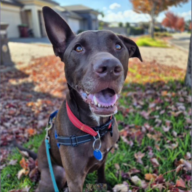 Photo of Apollo