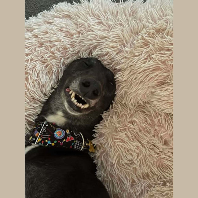 Photo of Panda, The Greyhound