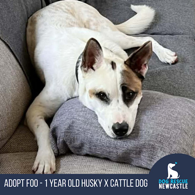 Photo of Foo 🐶 1yo, Husky X Cattle Dog (On Trial 7/2/26)