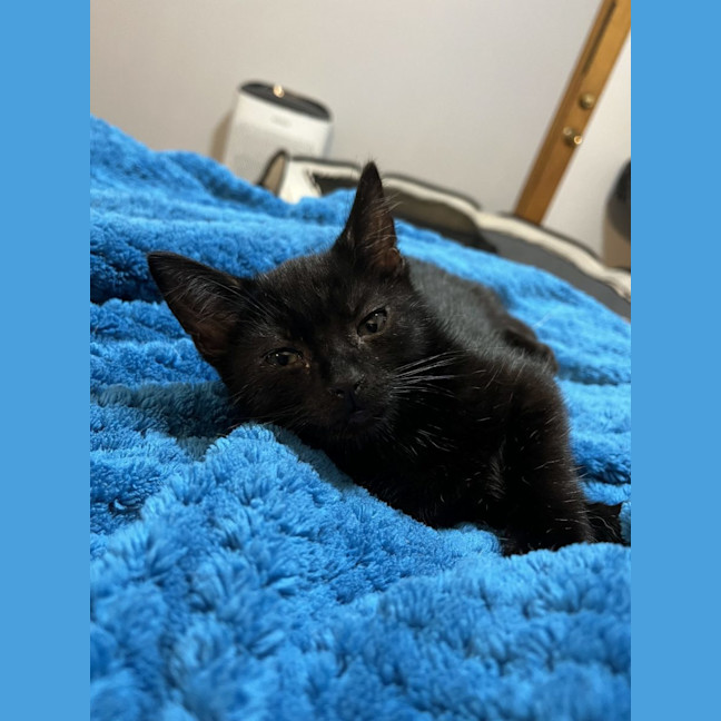 Photo of Rebel