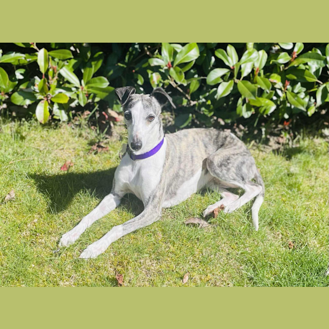 Photo of Ren   Tiny Whippet