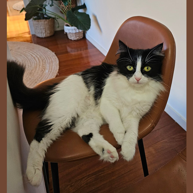 Photo of Zuri