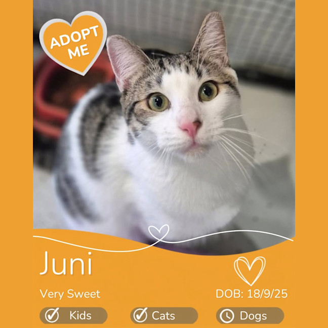 Photo of Juni