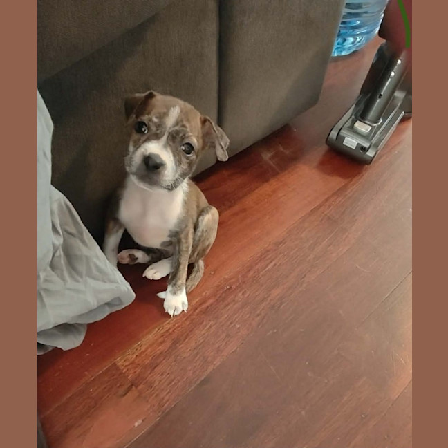 Photo of Domino
